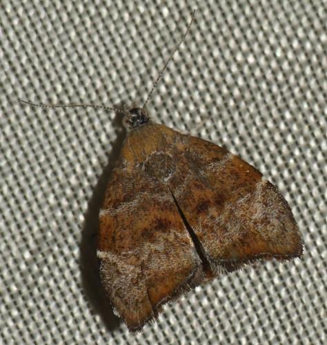 Réf. 306 043 : Choreutis nemorana